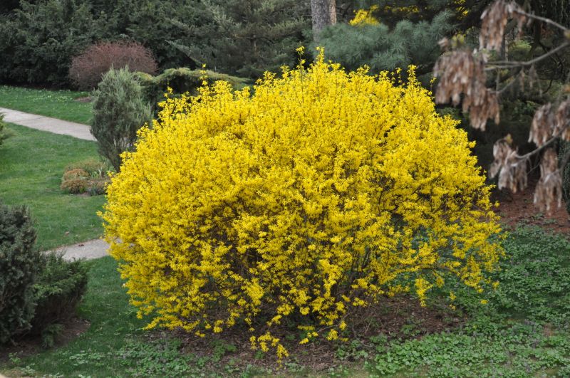 Forsythia Pruning in Aiken, SC