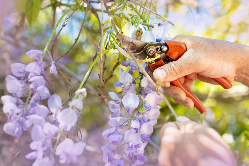 Forsythia Pruning in Honolulu, HI