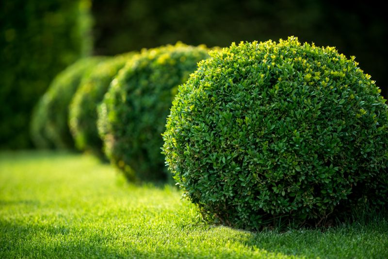 Butterfly Bush Pruning detail