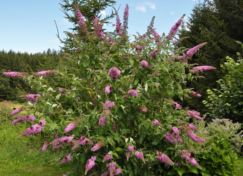 Butterfly Bush Pruning detail
