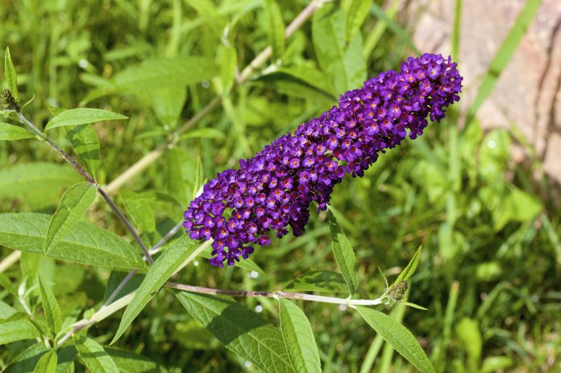 Butterfly Bush Pruning detail