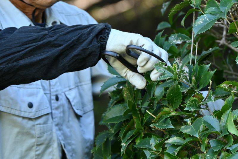 Butterfly Bush Pruning detail