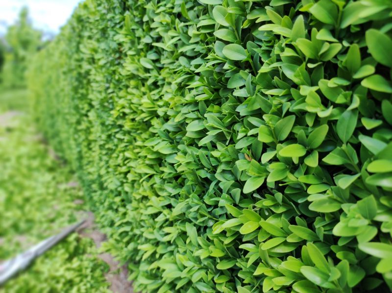 Hedge Pruning in Ventura County, CA