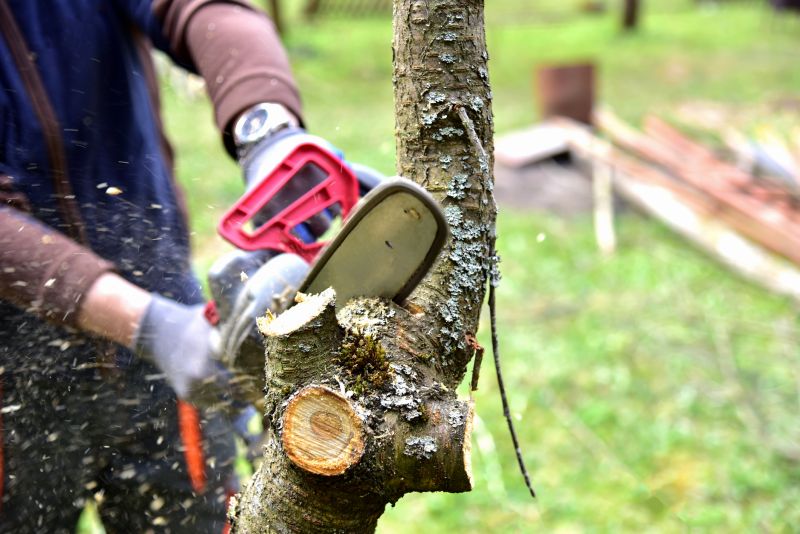 Hickory Tree Trimming in Allentown, PA