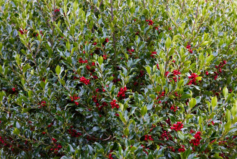 Holly Bushes Trimming in Rockwall, TX
