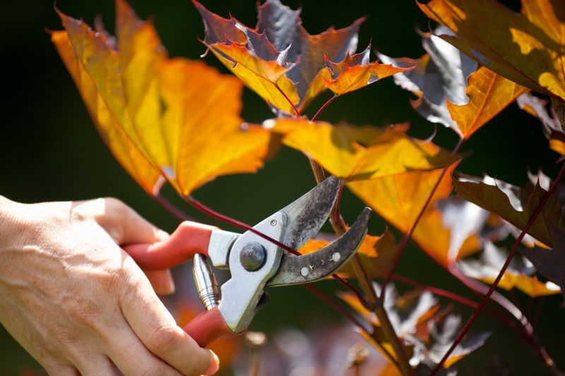 Japanese Maple Pruning in Doylestown, PA