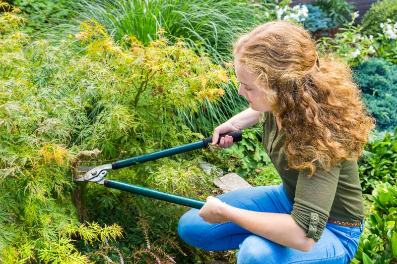 Japanese Maple Pruning in Allentown, PA
