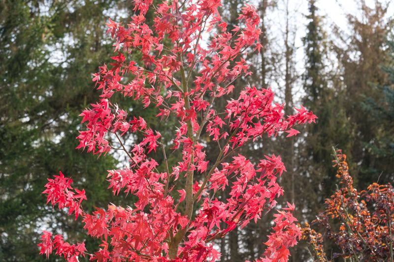 Japanese Maple Pruning in San Jose, CA