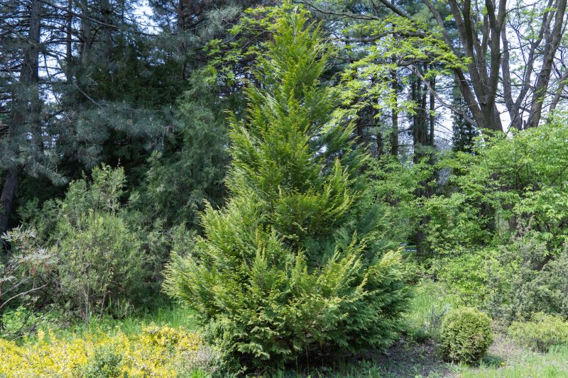 Juniper Trimming in Aiken, SC