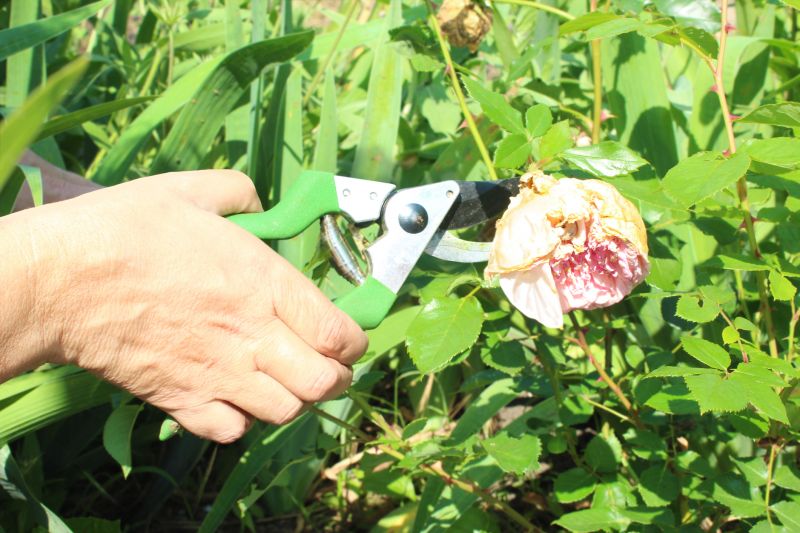 Knockout Roses Pruning in Rockwall, TX