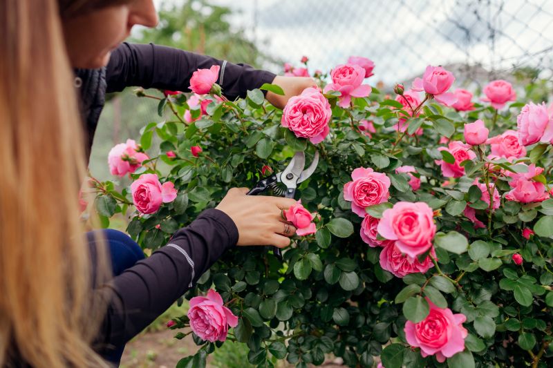 Knockout Roses Pruning in Rockwall, TX
