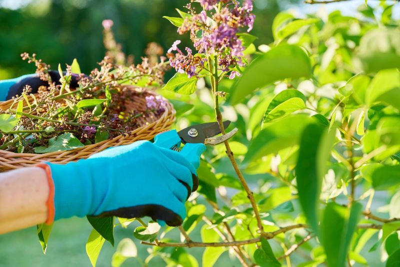 Landscape Pruning Service in Rockwall, TX