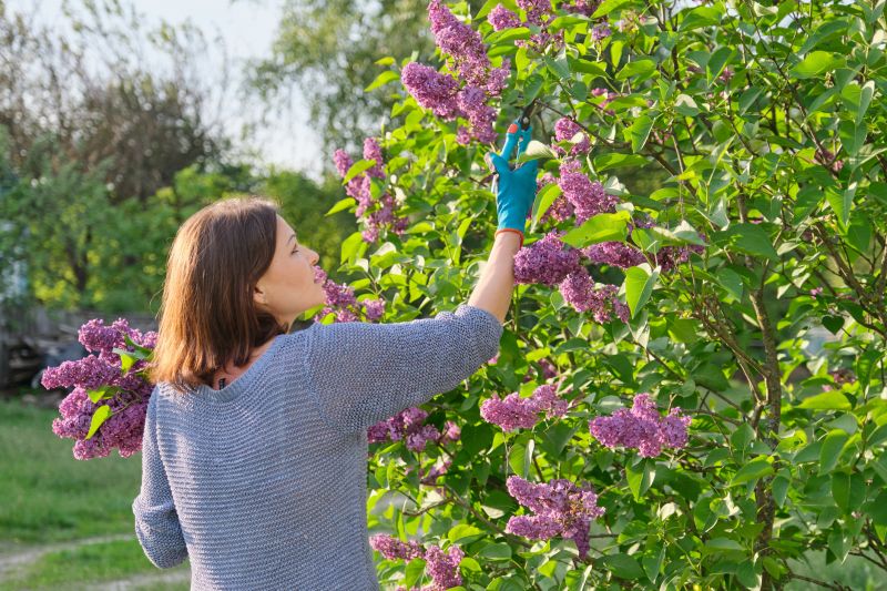 Lilac Trimming Service in Ventura County, CA