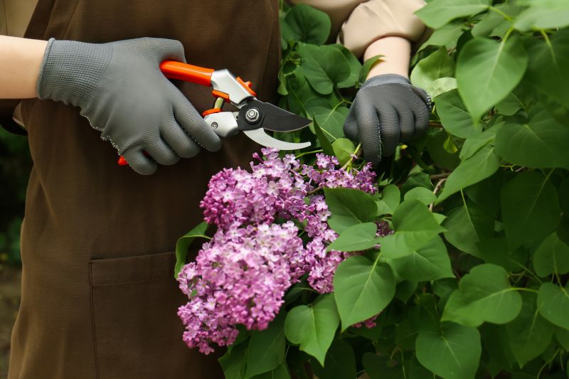 Lilac Trimming Service in Rockwall, TX