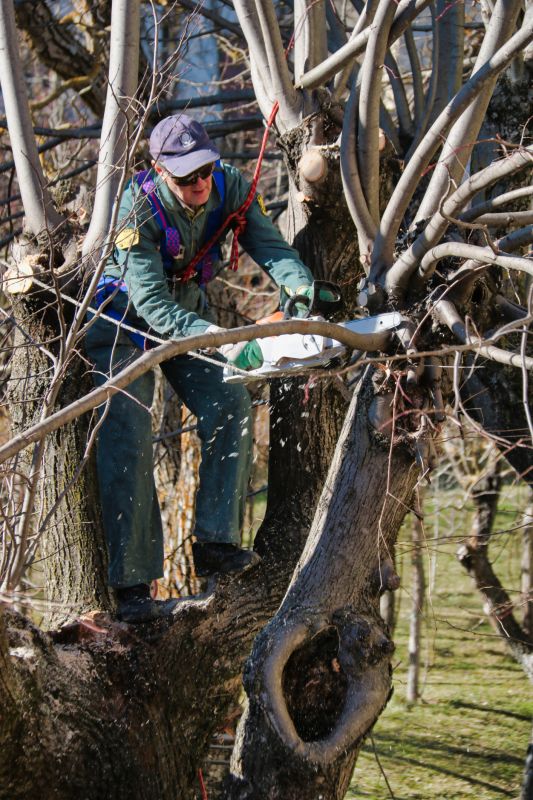 Limb Pruning in Allentown, PA