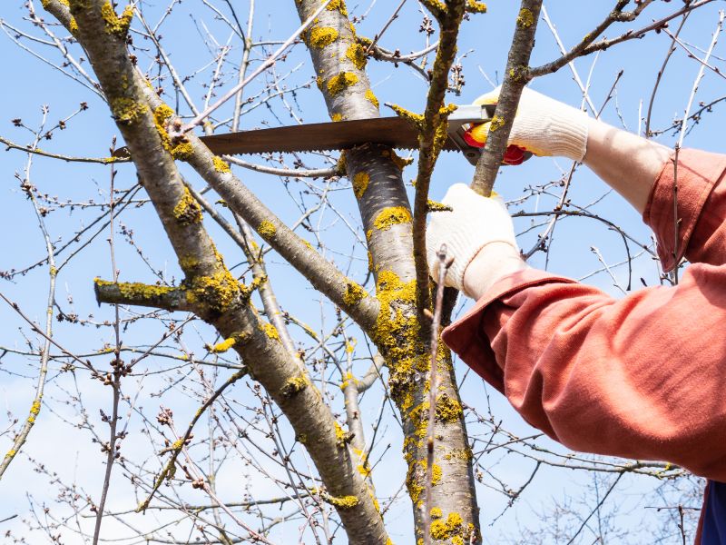 Limbs Trimming in Pottstown, PA