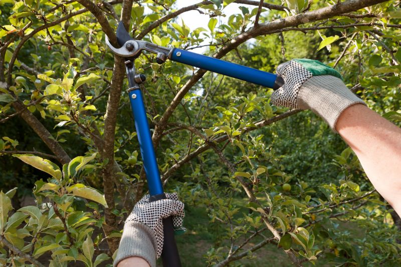 Limbs Trimming in Reno, NV