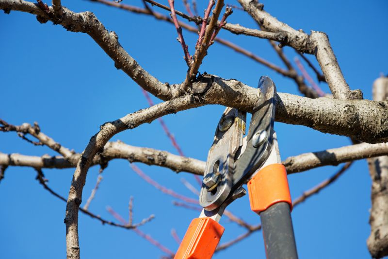 Magnolia Tree Pruning in Pottstown, PA