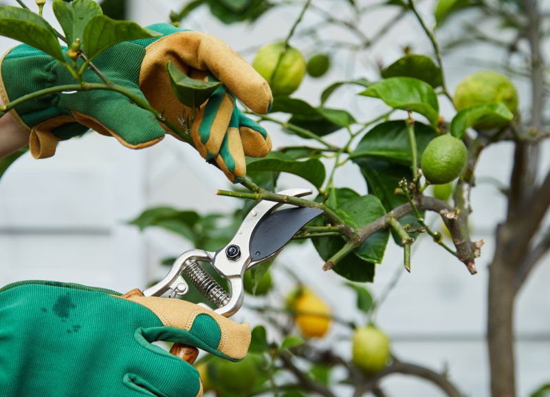 Magnolia Tree Pruning in Reno, NV