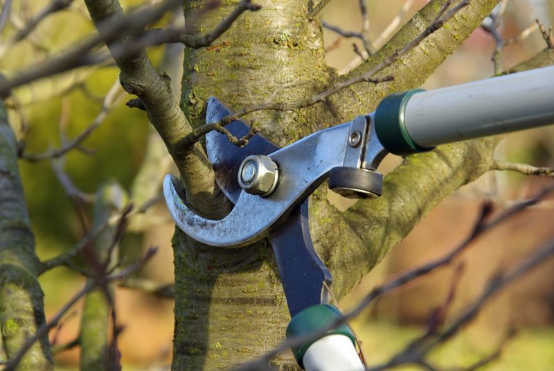 Magnolia Tree Pruning in Doylestown, PA