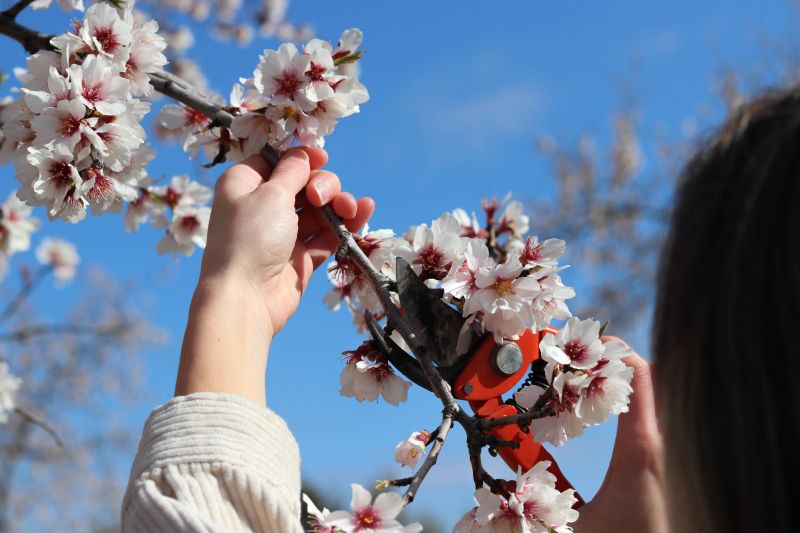 Magnolia Tree Pruning in Allentown, PA