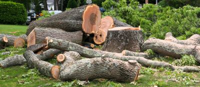 Mimosa Tree Removal in Reno, NV