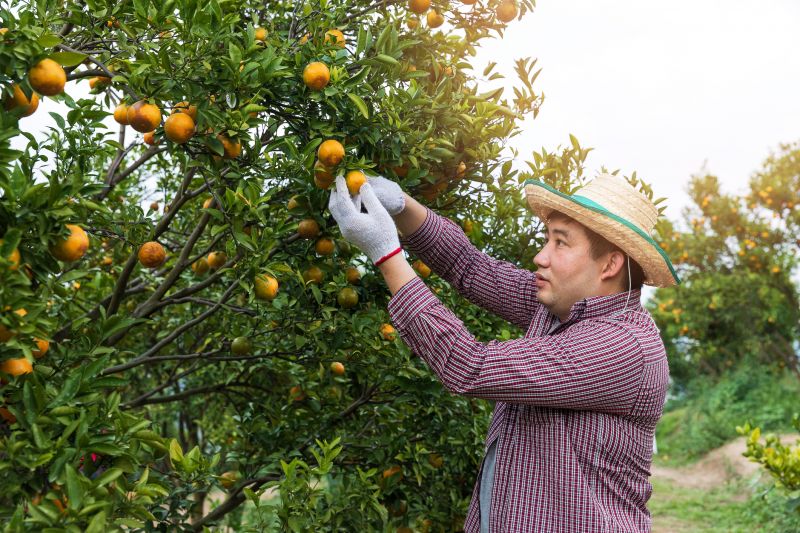Orchard Tree Pruning in Pottstown, PA