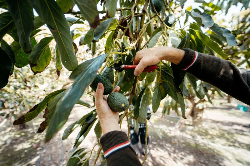 Orchard Tree Pruning in Reno, NV