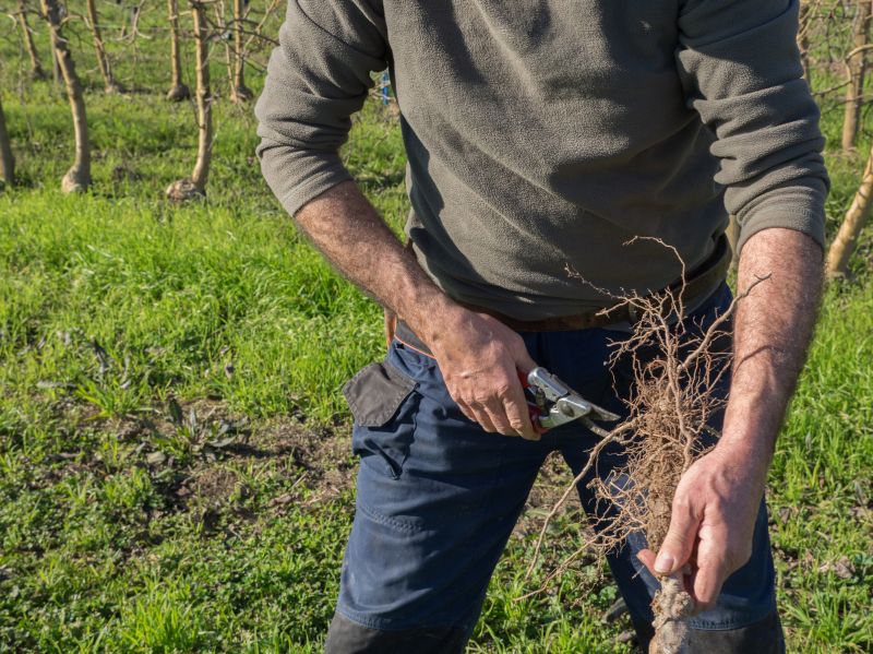 Orchard Tree Pruning in Doylestown, PA