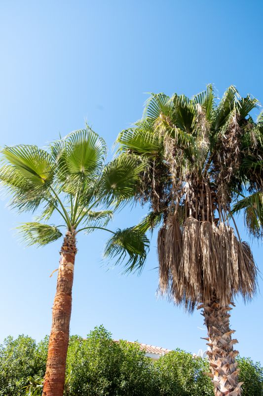 Palm Tree Trimming in San Jose, CA