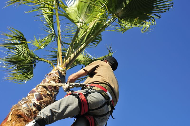 Palm Tree Trimming in Allentown, PA