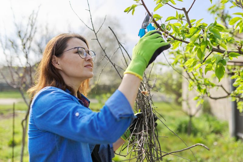 Peach Tree Pruning in Reno, NV