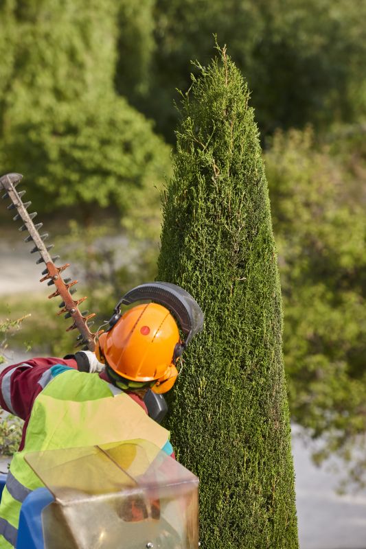 Pine Tree Trimming in Doylestown, PA
