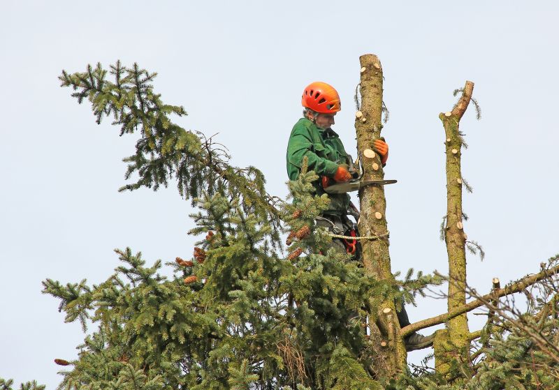 Pine Tree Trimming in San Jose, CA