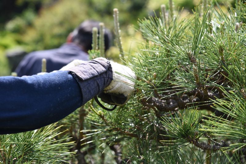 Pine Tree Trimming in Pottstown, PA