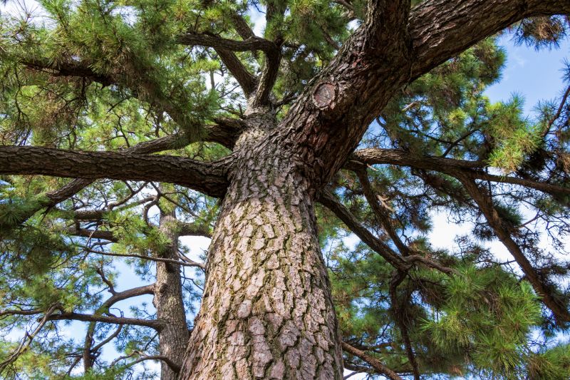 Pine Tree Trimming in Reno, NV