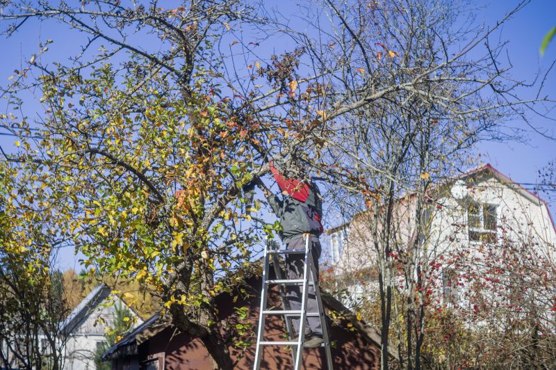 Residential Tree Service in Reno, NV