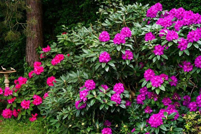 Rhododendron Pruning in Ventura County, CA