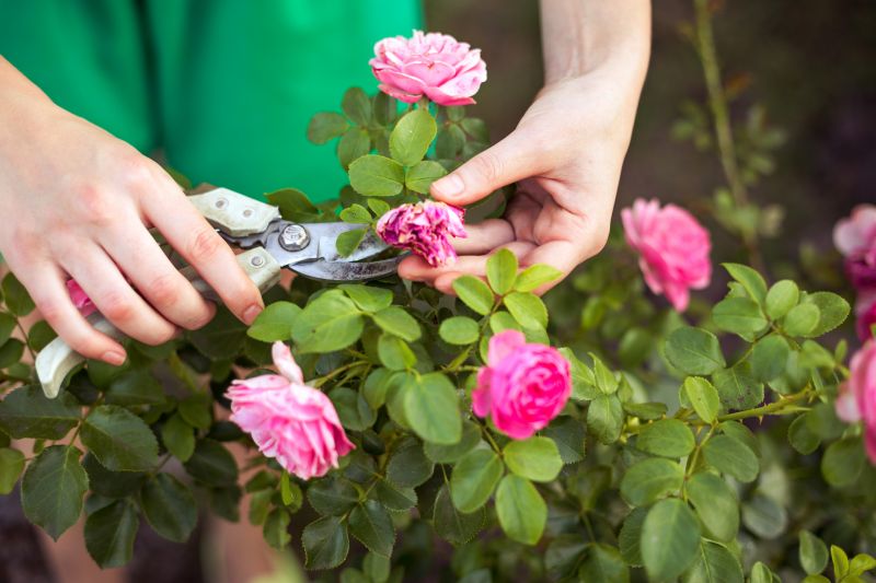 Rhododendron Pruning in Rockwall, TX
