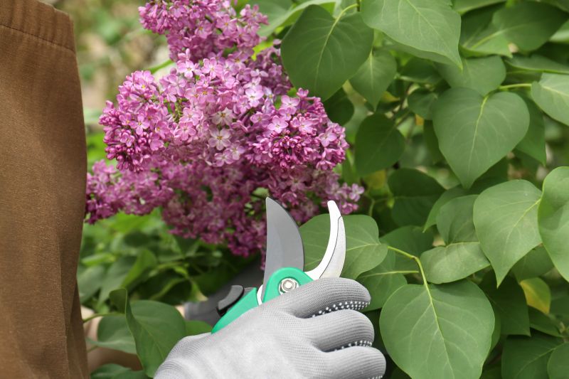 Rose Bush Pruning in Honolulu, HI
