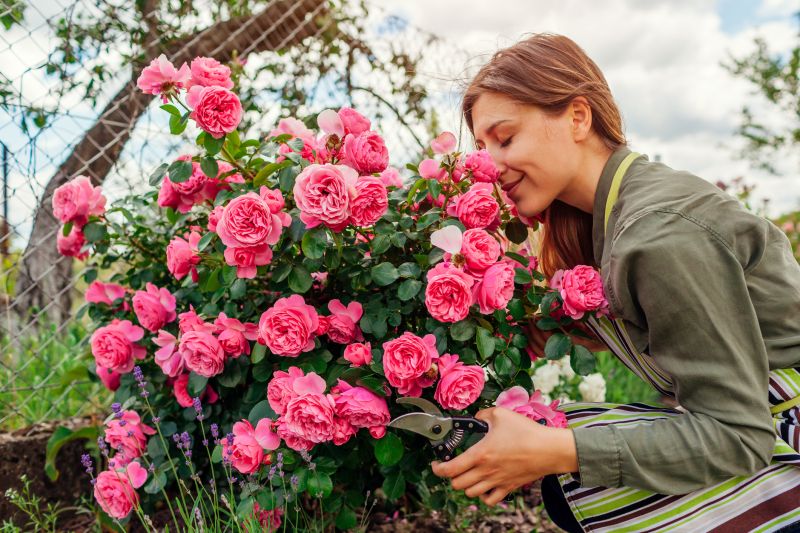 Rose Bush Pruning in Aiken, SC