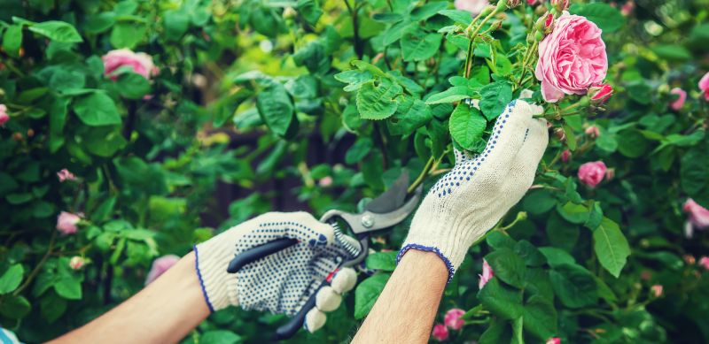 Rose Bush Pruning in Rockwall, TX