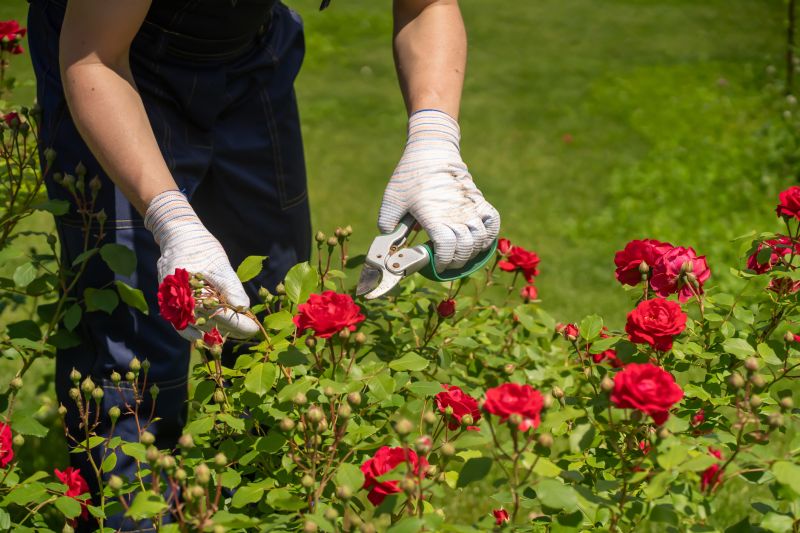 Rose Bush Pruning in Rockwall, TX