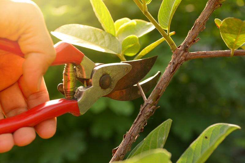 Shrub Pruning in Aiken, SC