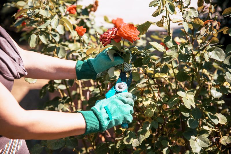 Shrub Pruning in Aiken, SC
