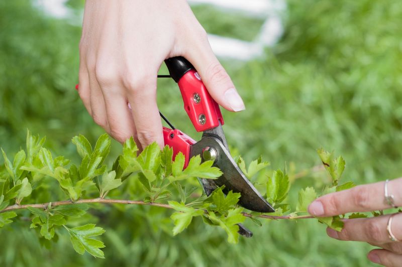 Shrub Trimming in Aiken, SC