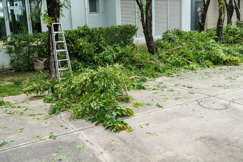 Spruce Tree Removal in San Jose, CA