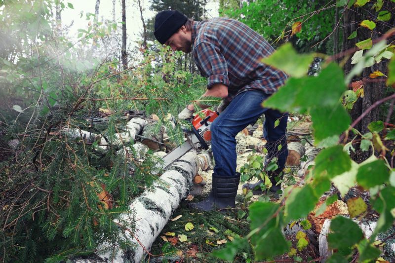 Spruce Tree Removal in Reno, NV