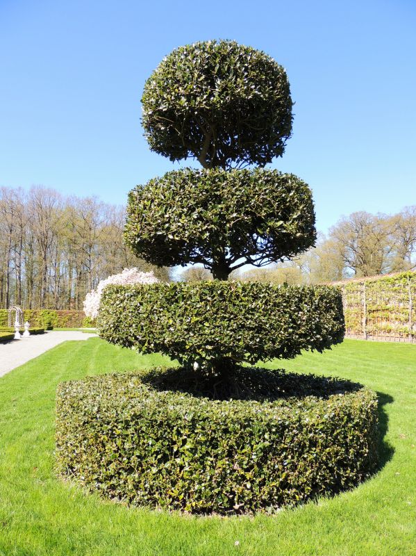 Topiary Shaping in Aiken, SC