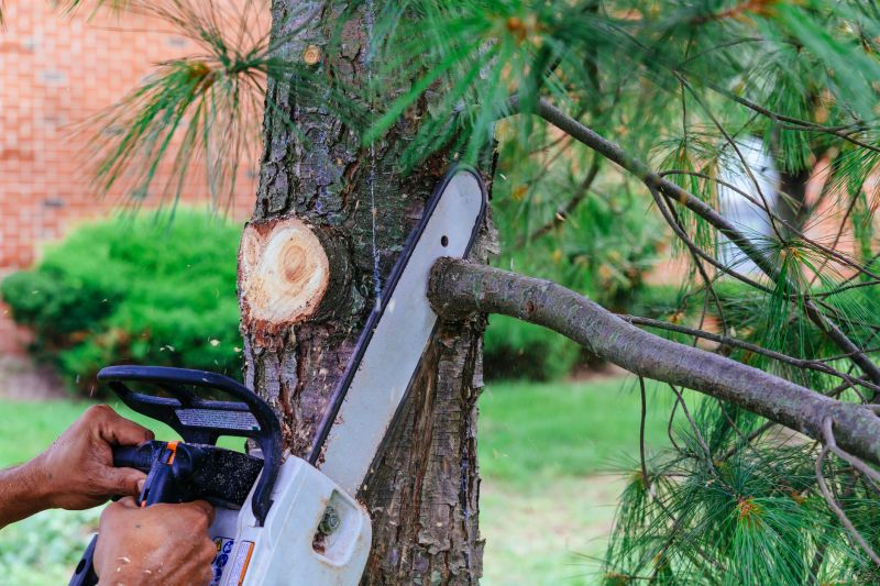 Tree Branch Cutting in Allentown, PA